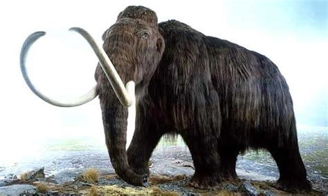 Prehistoric Animals