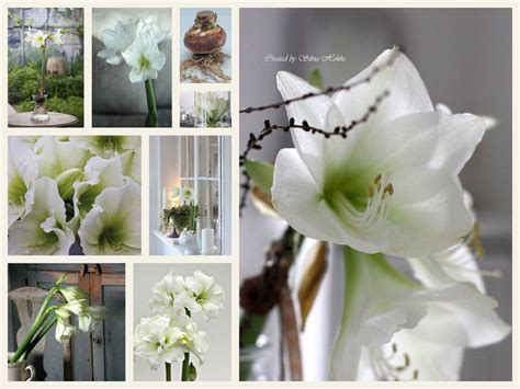 Amaryllis Collage Dreams Fbook Pages