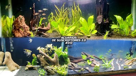 PLANTADOS PECES BETTA ESCALARES Acuarios De Suscriptores 2 0 313