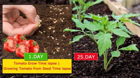 Tomato Grow Time Lapse Growing Tomato From Seed Time Lapse Youtube