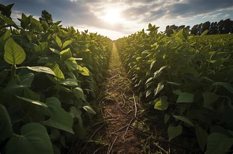 Premium AI Image | A field of soybeans with the sun setting behind it