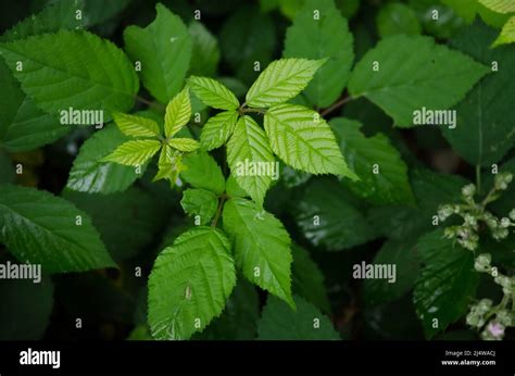 Green Leaves Of The Rubus Allegheniensis Plant Known As Allegheny