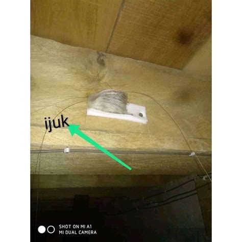 Jual Ijuk Walet Ijuk Sriti Ijuk Hitam Sriti Ijuk Koloni Walet