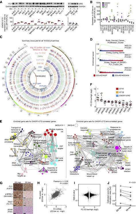 Systematic Multi Omics Cell Line Profiling Uncovers Principles Of Ewing