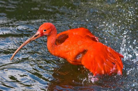 scarlet ibis   bath stock photo image  color
