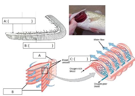 Fish Gills Diagram | Quizlet