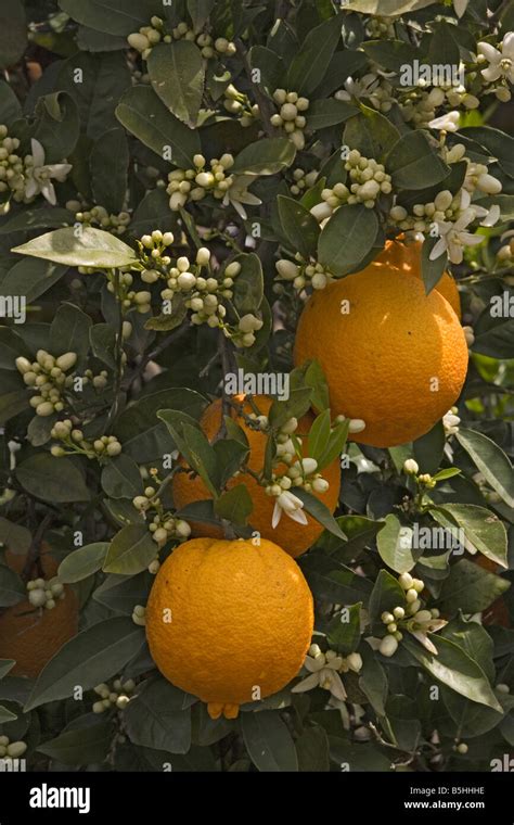 Citrus Sinensis Hi Res Stock Photography And Images Alamy