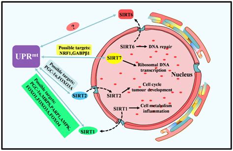 Overview Of The Species Distribution And Function Of Sirtuin Protein