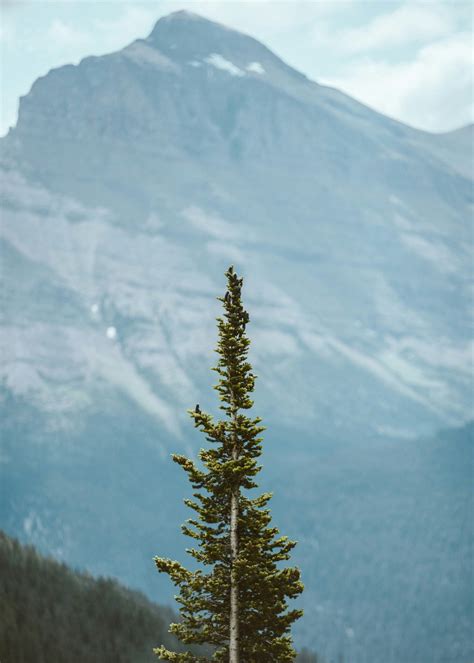 Exploring the Connection between Mount Shasta and the Lemurians - Mount ...