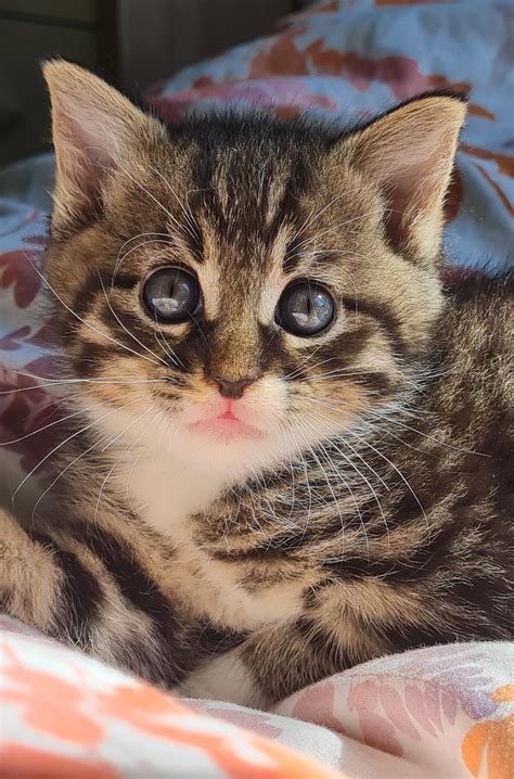 My sweet little kitten with loving eyes : r/kittens