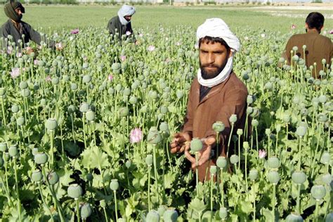 Record Opium Harvest Expected In Afghanistan Thetrumpet