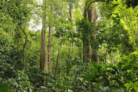 Alta Selva Henri Pittier National Park Venezuela De La Selva Tropical