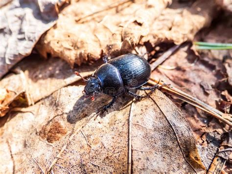 Close Up Of Dor Beetle Earth Boring Dung Beetle On The Ground Floor