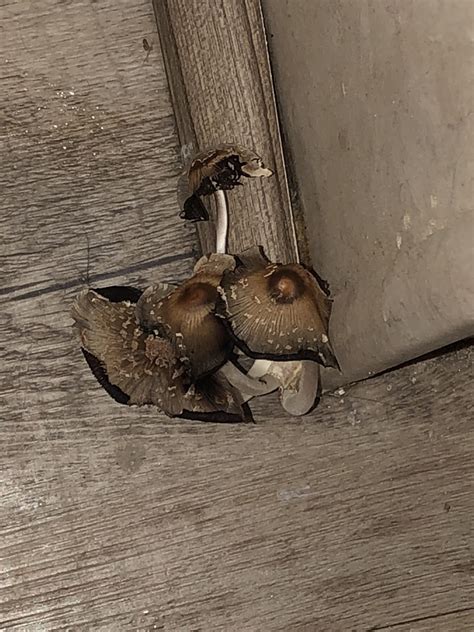 Mushrooms Growing In Bathroom - cruzerblade32gb