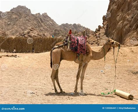 A Beautiful Strong Hardy Camel Resting Grazing In The Parking Lot