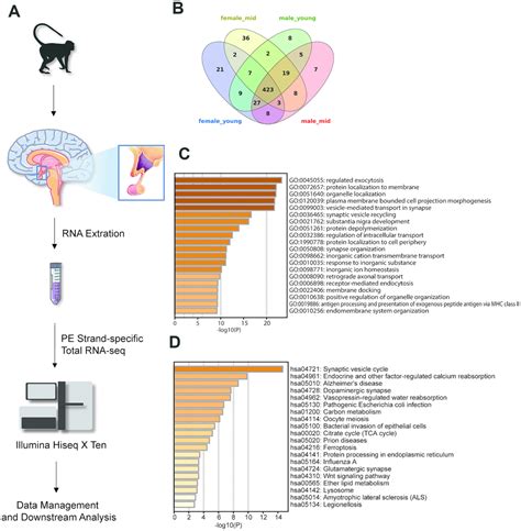 Transcriptomic Analysis Reveals Gender Differences In Gene Expression