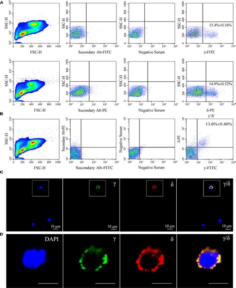 Frontiers Characterization of γδ T Cells from Zebrafish Provides