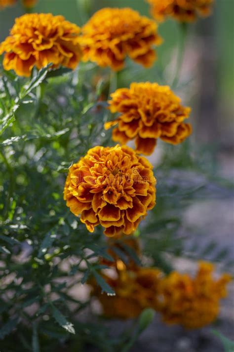 Tagetes Safari Queen Marigolds Flowersbeautiful Summer Garden Stock