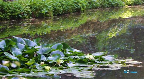 Parcul Dendrologic De La Simeria Go Hunedoara