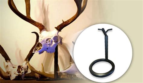 Table Deer Skull Mount Skull Bracket Laramie Wy