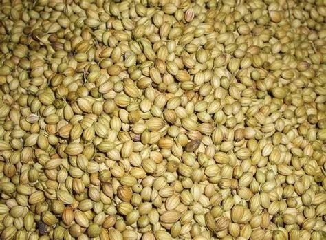 Buy Notty Nuts Coriander Seeds Sabut Dhaniya Dhania Natural