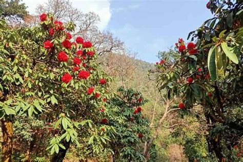 How Rhododendrons Have Empowered People Living In The Remote Areas Of