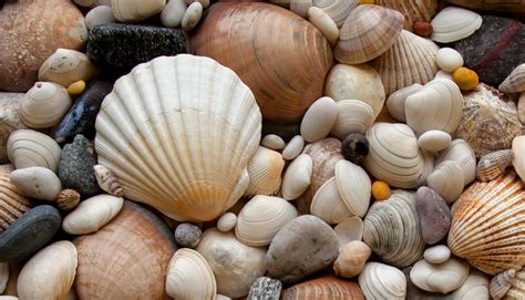 What are Different Types of Seashells? (with pictures)