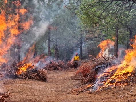 Jacksonvilles Forest Park Highlighted For Wildfire Risk Reduction