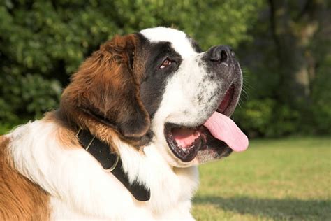 Cachorro S O Bernardo Caracter Sticas Valor Vantagens E Desvantagens