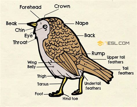 Different Parts Of A Bird In English Bird Anatomy • 7esl