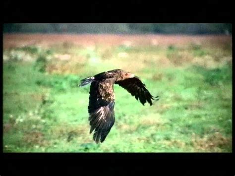 Common Buzzard Catching Rat Air Combat With Eagle Youtube