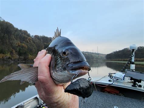 Mussel lure, mussel vibe, bream, algae green, shimmer purple, natural