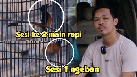 CARA MENGATASI MURAI BATU MAIN NAKAL SAAT LOMBA YouTube