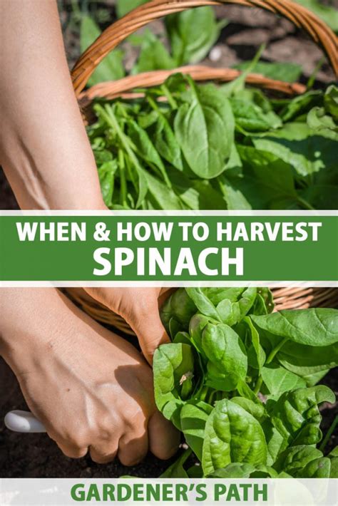 How To Pick And Harvest Spinach Gardeners Path