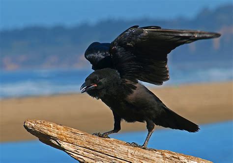 Crow Symbolism and Deeper Meaning of the Crow on Whats-Your-Sign
