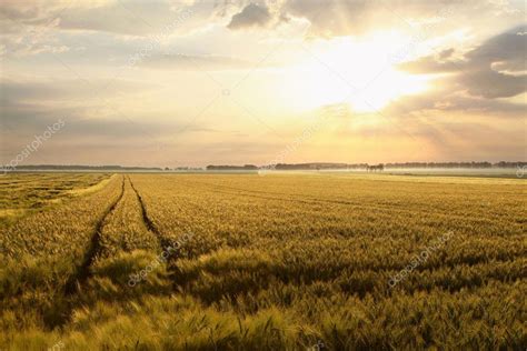 Summer Sunrise Over The Field Stock Photo Nature