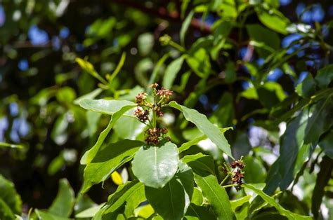 Premium Photo Indian Sandalwood Green Leaves And The Flowers