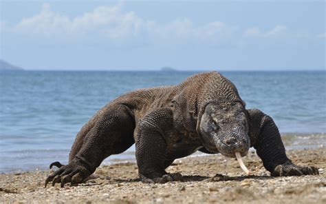 The Biggest Komodo Dragon Ever Recorded American Oceans