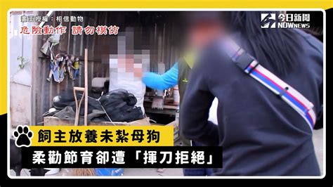 飼主放養未紮母狗 柔勸節育卻遭「揮刀拒絕」 Youtube