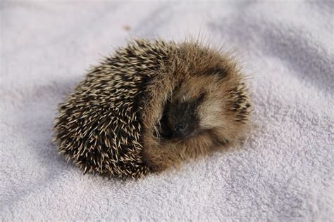 Baby hedgehog by calinoiu on deviantART