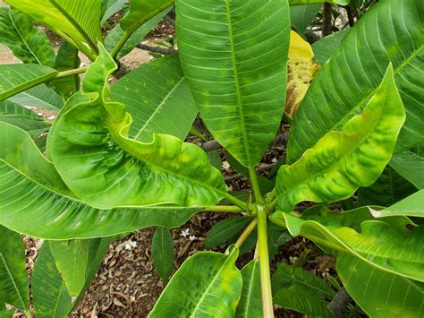 Plumeria Powdery Mildew Leaf Curling And Distortion Flickr