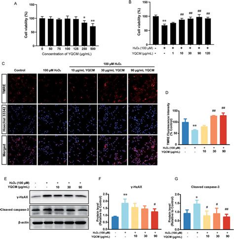 Yqcm Decoction Exhibits Anti Apoptotic Activity Protecting Hei Oc