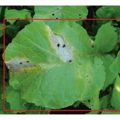 The result of leaf identification: (a) black rot disease; (b) bacteria... | Download Scientific ...