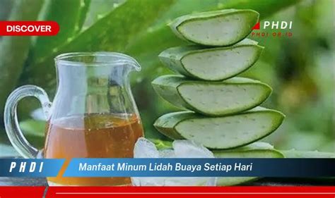 Temukan 7 Manfaat Minum Lidah Buaya Setiap Hari Yang Bikin Kamu Penasaran