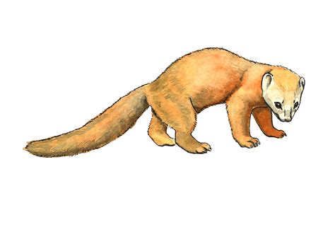 Stone Marten Martes Foina Habitat In A Mediterranean 8