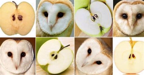 Are These Owls Or Apples Some Animals Seriously Look Like Food