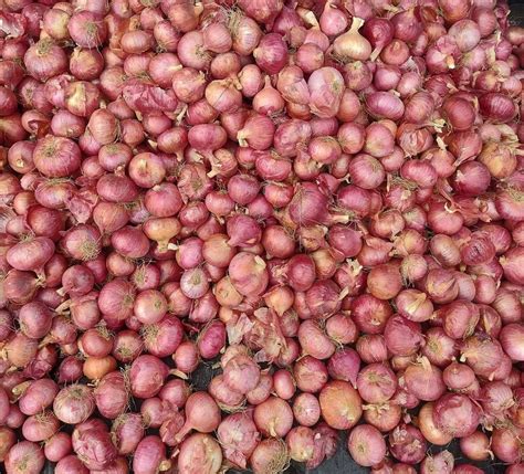 Maharashtra Dry Organic B Grade Red Onion Loose Onion Size Available