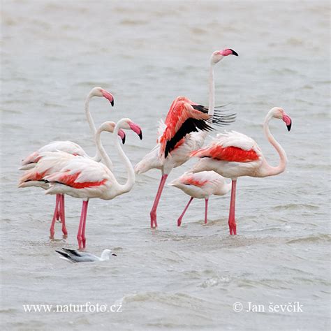 Phoenicopterus Roseus Pictures Greater Flamingo Images Nature