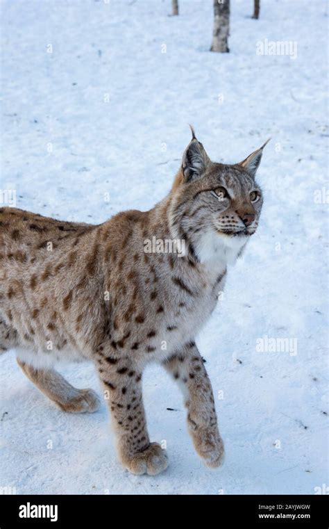 A Eurasian lynx (Lynx lynx) is walking in the snow at a wildlife park in northern Norway Stock ...