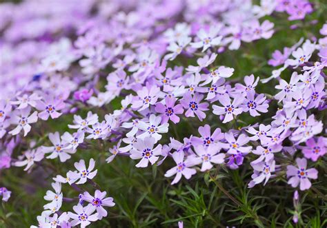 15 Great Plants for Spring Blooms